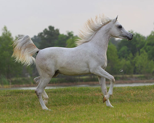 Laheeb Al Nasser ( Al Adeed Al Shaqab x Bint Saida Al Nasser )